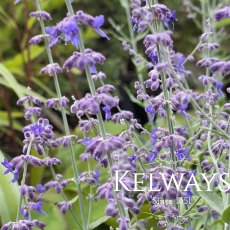 Salvia 'Little Spire' PBR (Pe) Salvia 'Little Spire' PBR (Pe)
