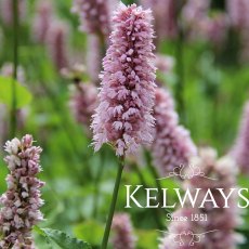 Persicaria bistorta 'Superba' Persicaria bistorta 'Superba'