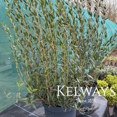 Phillyrea angustifolia Phillyrea angustifolia