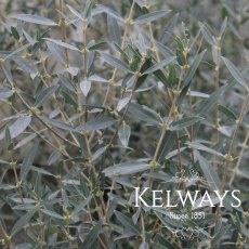 Phillyrea angustifolia Phillyrea angustifolia