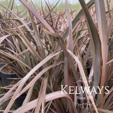 Phormium 'Bronze Baby' Phormium 'Bronze Baby'