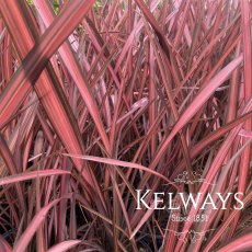 Phormium 'Evening Glow' (v) Phormium 'Evening Glow' (v)