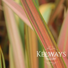 Phormium 'Jester' (v) Phormium 'Jester' (v)