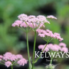 Pimpinella major 'Rosea'