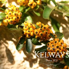 Pyracantha SAPHYR ORANGE ('Cadange') Pyracantha SAPHYR ORANGE ('Cadange')