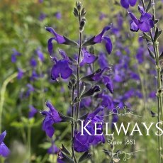 Salvia 'Bleu Armor' PBR Salvia 'Bleu Armor' PBR