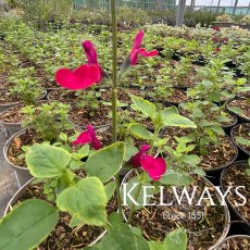 Salvia CHERRY LIPS ('Dysceri') Salvia CHERRY LIPS ('Dysceri')