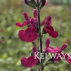 Salvia CHERRY LIPS ('Dysceri') Salvia CHERRY LIPS ('Dysceri')