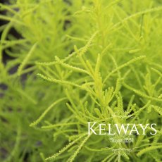 Santolina rosmarinifolia 'Lemon Fizz' Santolina rosmarinifolia 'Lemon Fizz'