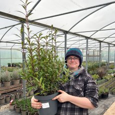 Sarcococca hookeriana var. digyna