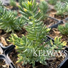 Sedum sediforme Sedum sediforme