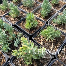 Sedum sediforme Sedum sediforme