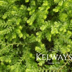 Selaginella kraussiana Selaginella kraussiana