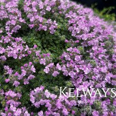 Thymus 'Bressingham'