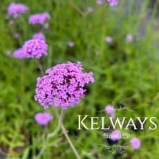 Verbena bonariensis Verbena bonariensis