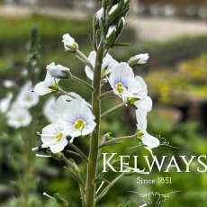 Veronica gentianoides (2 litre pot) Veronica gentianoides (2 litre pot)