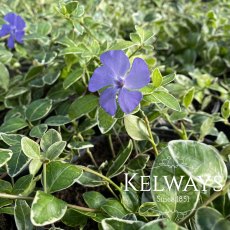 Vinca minor 'Ralph Shugert' (v) Vinca minor 'Ralph Shugert' (v)