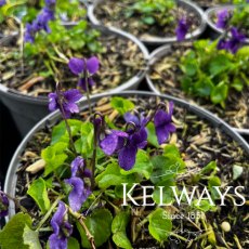 Viola odorata (Vt) (9cm pot) Viola odorata (Vt) (9cm pot)