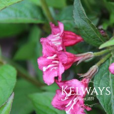 Weigela 'Bristol Ruby'