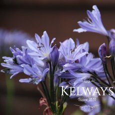 Agapanthus 'Summer Love Blue'