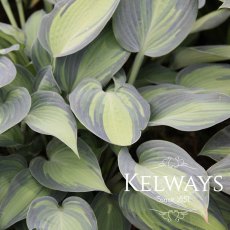 Hosta (Tardiana Group) 'June'