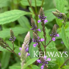 Verbena hastata Verbena hastata