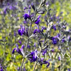 Salvia 'Blue Note' PBR Salvia 'Blue Note' PBR