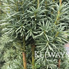 Taxus baccata 'Fastigiata Robusta' (f) Taxus baccata 'Fastigiata Robusta' (f)