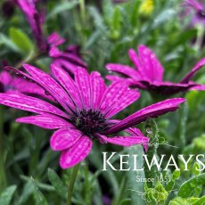 Osteospermum 'Tresco Purple'