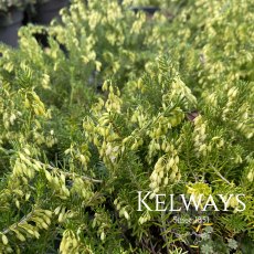 Erica carnea f. alba 'Springwood White' Erica carnea f. alba 'Springwood White'