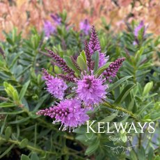 Veronica 'Mette' (H) Veronica 'Mette' (H)