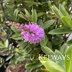 Veronica 'Mette' (H) Veronica 'Mette' (H)