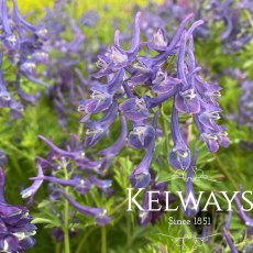 Corydalis 'Korn's Purple'