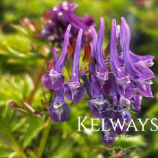 Corydalis 'Korn's Purple'