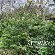 Nordmann Fir Nordmann Fir