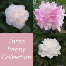 Three Peony Collection