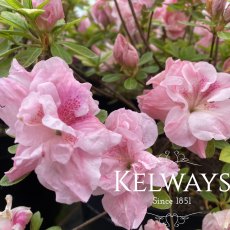 Azalea 'Nancy of Robinhill' (3 litre pot) Azalea 'Nancy of Robinhill' (3 litre pot)