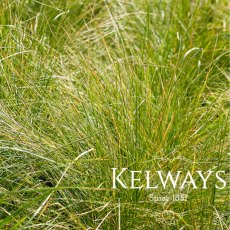 Carex divulsa Carex divulsa