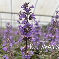 Nepeta 'Cat's Pajamas' PBR Nepeta 'Cat's Pajamas' PBR