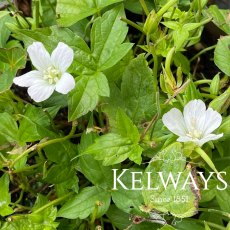 Geranium nodosum 'Silverwood' Geranium nodosum 'Silverwood'