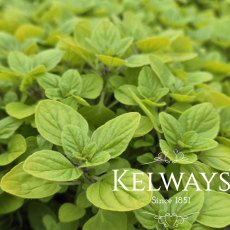 Origanum vulgare 'Aureum' (3 litre pot) Origanum vulgare 'Aureum' (3 litre pot)