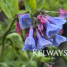 Mertensia virginica (1.5 litre pot) Mertensia virginica (1.5 litre pot)