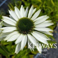 Echinacea purpurea 'Virginia' PBR Echinacea purpurea 'Virginia' PBR