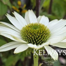 Echinacea purpurea 'Virginia' PBR Echinacea purpurea 'Virginia' PBR