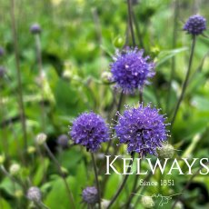 Succisa pratensis Succisa pratensis