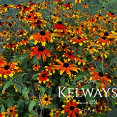 Rudbeckia triloba 'Prairie Glow' Rudbeckia triloba 'Prairie Glow'