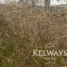 Deschampsia cespitosa 'Bronzeschleier'