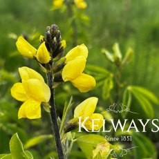 Thermopsis chinensis