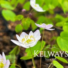 Anemonella thalictroides f. rosea Anemonella thalictroides f. rosea