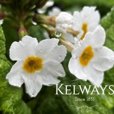 Primula japonica 'Alba'